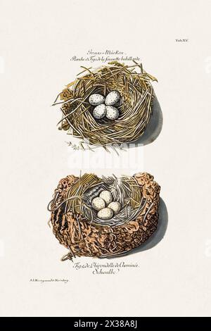 Vintage Bird Nest illustration d'un livre vintage présentant une précieuse collection de nids et d'œufs d'une variété d'oiseaux. Circa 1770. Banque D'Images