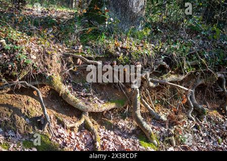 Un réseau complexe de racines d'arbres se trouve sous le sol, soutenant silencieusement la vitalité et la stabilité de la forêt. Banque D'Images