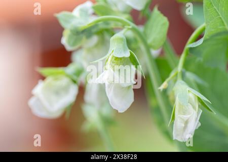 Gros plan sur les délicates fleurs blanches d'une plante de pois, Pisum sativum. Banque D'Images