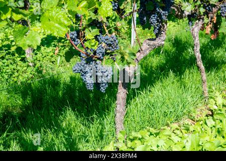 Grandes grappes de raisins de vin rouge dans le vignoble. Rangées de raisins. Vignobles verts pour la production de vin. Banque D'Images