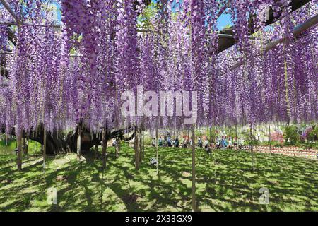 Ashikaga, Japon. 25 avril 2024. Wisteria Blossom à la Great Wisteria Terrace, formée par une Wisteria vieille de 160 ans au parc des fleurs d'Ashikaga, au Japon, qui a amené des foules de visiteurs à voir et photographier les longues pistes de fleurs violettes. Crédit : Paul Brown/Alamy Live News Banque D'Images