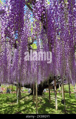 Ashikaga, Japon. 25 avril 2024. Wisteria Blossom à la Great Wisteria Terrace, formée par une Wisteria vieille de 160 ans au parc des fleurs d'Ashikaga, au Japon, qui a amené des foules de visiteurs à voir et photographier les longues pistes de fleurs violettes. Crédit : Paul Brown/Alamy Live News Banque D'Images