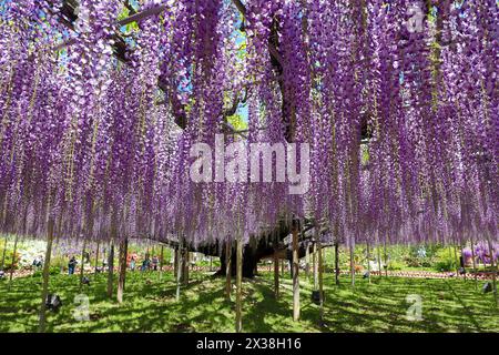 Ashikaga, Japon. 25 avril 2024. Wisteria Blossom à la Great Wisteria Terrace, formée par une Wisteria vieille de 160 ans au parc des fleurs d'Ashikaga, au Japon, qui a amené des foules de visiteurs à voir et photographier les longues pistes de fleurs violettes. Crédit : Paul Brown/Alamy Live News Banque D'Images