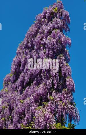 Ashikaga, Japon. 25 avril 2024. Wisteria Blossom sur le Great Wisteria Screen au parc des fleurs d'Ashikaga à Ashikaga, au Japon, qui a attiré des foules de visiteurs pour voir et photographier les longues pistes de fleurs violettes. Crédit : Paul Brown/Alamy Live News Banque D'Images