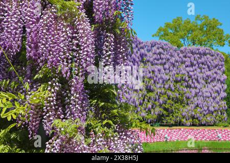 Ashikaga, Japon. 25 avril 2024. Wisteria Blossom sur le Great Wisteria Screen au parc des fleurs d'Ashikaga à Ashikaga, au Japon, qui a attiré des foules de visiteurs pour voir et photographier les longues pistes de fleurs violettes. Crédit : Paul Brown/Alamy Live News Banque D'Images