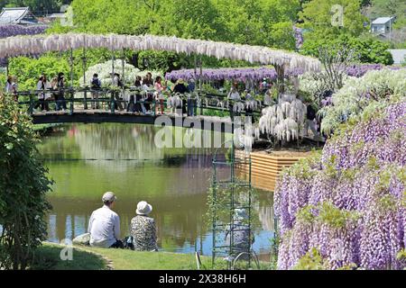 Ashikaga, Japon. 25 avril 2024. Les visiteurs photographient la fleur blanche de Wisteria sur un pont Wisteria au parc des fleurs d'Ashikaga, au Japon, qui a amené des foules de visiteurs à voir et photographier les longues pistes de fleurs violettes. Crédit : Paul Brown/Alamy Live News Banque D'Images