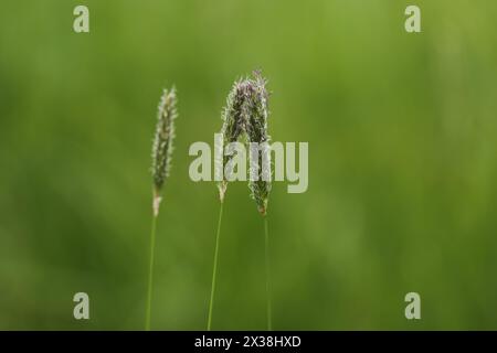 Gros plan de la queue de prairie - Alopecurus pratensis Banque D'Images