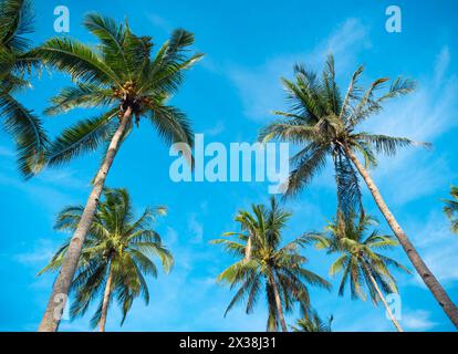 Vue de dessous de la forêt de cocotiers palmiers au soleil. Palmiers contre un beau ciel bleu. Palmiers verts sur fond de ciel bleu. Concept de voyage Banque D'Images