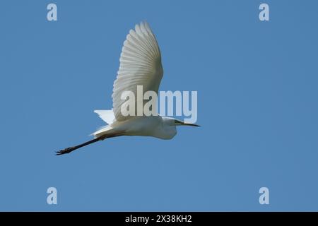 Grande aigrette (Egretta alba) volant dans le ciel bleu, habitat naturel Banque D'Images