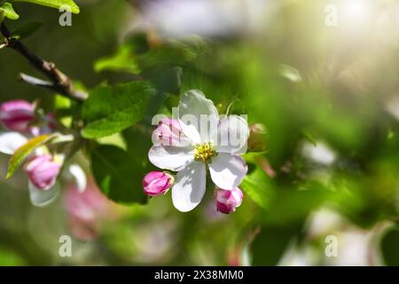 Blüte am Zweig eines Apfelbaumes, Malus domestica *** floraison sur la branche d'un pommier, Malus domestica Banque D'Images