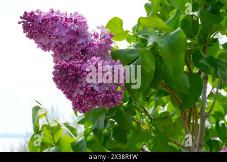 Grand buisson lilas au printemps. Fleurs vives de buisson lilas printanier. Gros plan sur les fleurs de lilas printanières. Brin de belle fleur variétale en fleurs. Syringa v Banque D'Images