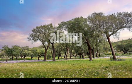 Paysage avec de vieux chênes-lièges sur une prairie en fleurs dans la Serra de São Mamede dans le centre de Porugal Banque D'Images