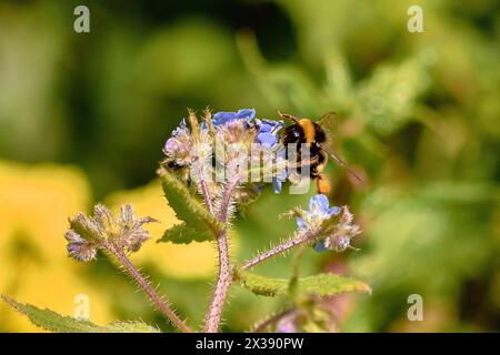 Un petit bourdon est perché sur une petite fleur sauvage bleue Banque D'Images