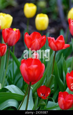 Gros plan de fleurs de tulipe rouge avec des jaunes en arrière-plan formant des formes abstraites Banque D'Images