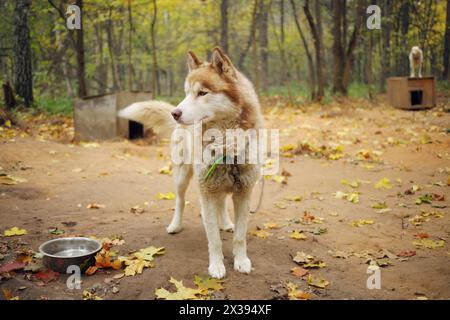 Chien Husky avec chaîne se tient près du chenil en bois dans le parc jaune d'automne, autre chien hors de portée Banque D'Images