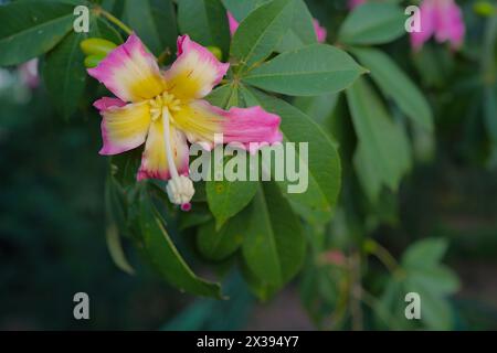 Belle fleur de Toborochi en fleurs. Fleur de Toborochi sur l'arbre. Fleur de Toborochi sur fond de feuilles. Banque D'Images