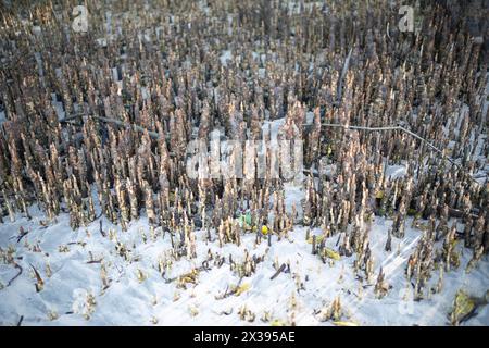 Racines de mangrove Pneumatophores. Les pneumatophores sont des racines qui poussent verticalement à partir du système racinaire souterrain. Banque D'Images