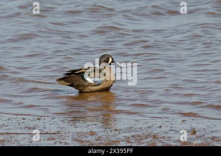 Sarcelle à ailes bleues, spatules discors, homme Banque D'Images