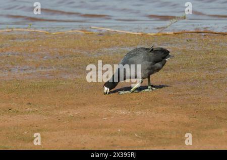 American Crat, Fulica americana, alimentation Banque D'Images