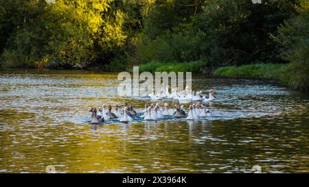 Les oies domestiques nagent dans l'eau. Un troupeau de belles oies blanches dans la rivière. Banque D'Images