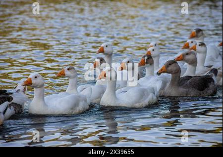 Les oies domestiques nagent dans l'eau. Un troupeau de belles oies blanches dans la rivière. Banque D'Images