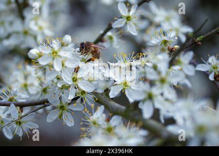 Abeille collectant le pollen sur une fleur de cerisier sauvage blanche Banque D'Images