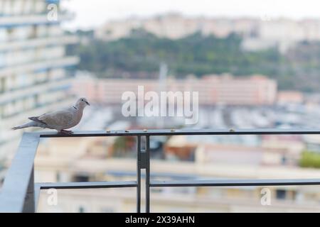 Colombe assise sur la balustrade du balcon sur fond de baie de la Condamine Banque D'Images