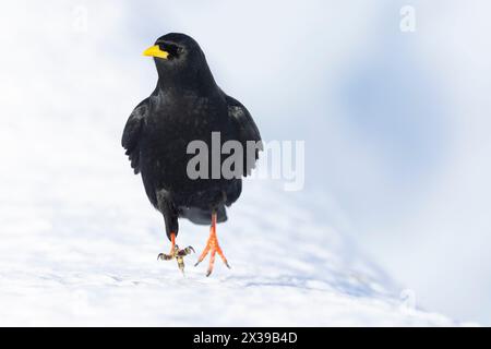 chough alpin (Pyrrhocorax graculus) dans la neige. Banque D'Images