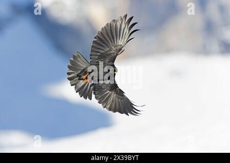 Alpin chough (Pyrrhocorax graculus) en vol dans les montagnes. Banque D'Images