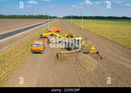 RÉGION DE KRASNODAR, RUSSIE - 19 août 2015 : chargements automatiques de betteraves sucrières dans le camion après la collecte des champs, en 2015 dans la région de Krasnodar les rendements atteignent Banque D'Images