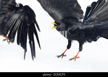 Alpine chough (Pyrrhocorax graculus) combattant en vol. Banque D'Images