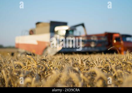 Récolteuse et camion au champ pendant la récolte, concentrez-vous sur le blé, dof peu profond Banque D'Images