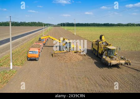 RÉGION DE KRASNODAR, RUSSIE - 19 août 2015 : chargement de betteraves à sucre dans un camion après la récolte, en 2015 dans la région de Krasnodar, les rendements ont atteint un niveau record Banque D'Images