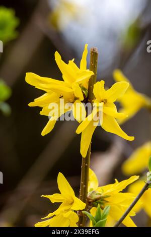 Fleurs de forsythia jaune sur un arbre au printemps. Prise de vue macro Banque D'Images