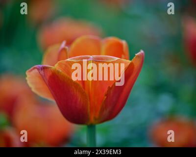 Tulipe colorée orange Colofrul gros plan Banque D'Images