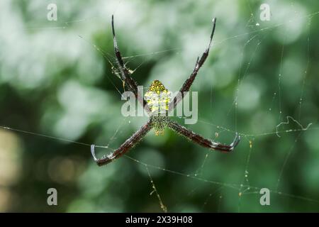 Araignée de jardin hawaïenne ou araignée banane, Argiope appensa, adulte célibataire en toile, Bogor, Jakarta, Indonésie Banque D'Images