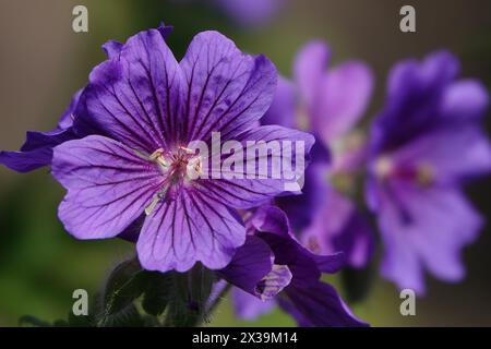 Royaume-Uni été, Purple Cranesbill (Geranium) fleurs Banque D'Images