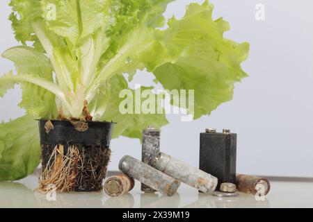 Piles usagées et laitue verte poussant dans un pot. Recyclage des piles usagées. Protection de l'environnement. Jour de la Terre. Banque D'Images