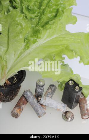 Piles usagées et laitue verte poussant dans un pot. Recyclage des piles usagées. Protection de l'environnement. Jour de la Terre. Banque D'Images