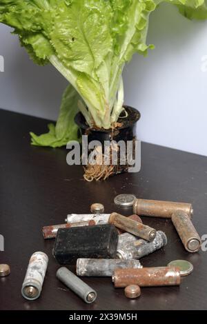 Piles usagées et laitue verte poussant dans un pot. Recyclage des piles usagées. Protection de l'environnement. Jour de la Terre. Banque D'Images