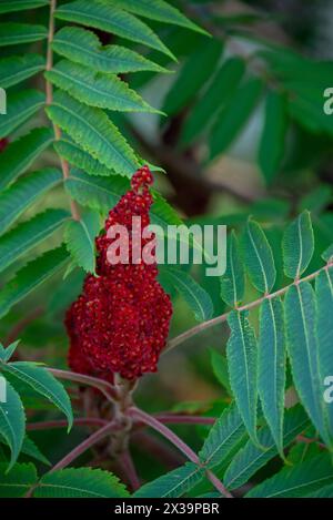 Gros plan d'une fleur rouge sur une branche d'arbre de Sumac avec des feuilles vertes Banque D'Images