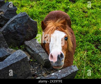 Portrait d'un poney gallois. Banque D'Images