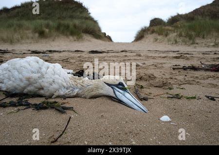 Canet mort (l'un des nombreux retrouvés morts sur la plage) au plus fort de l'épidémie de grippe aviaire H5N1 en 2022 Banque D'Images