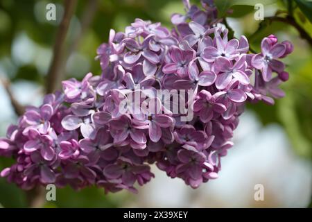 Grand buisson lilas au printemps. Fleurs vives de buisson lilas printanier. Gros plan sur les fleurs de lilas printanières. Brin de belle fleur variétale en fleurs. Syringa v Banque D'Images