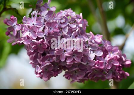 Grand buisson lilas au printemps. Fleurs vives de buisson lilas printanier. Gros plan sur les fleurs de lilas printanières. Brin de belle fleur variétale en fleurs. Syringa v Banque D'Images