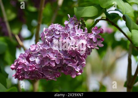 Grand buisson lilas au printemps. Fleurs vives de buisson lilas printanier. Gros plan sur les fleurs de lilas printanières. Brin de belle fleur variétale en fleurs. Syringa v Banque D'Images