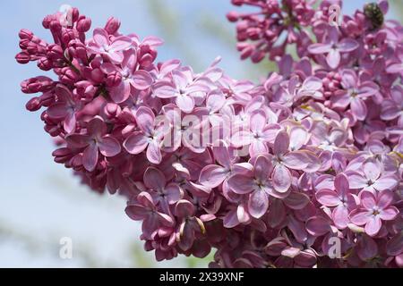 Grand buisson lilas au printemps. Fleurs vives de buisson lilas printanier. Gros plan sur les fleurs de lilas printanières. Brin de belle fleur variétale en fleurs. Syringa v Banque D'Images