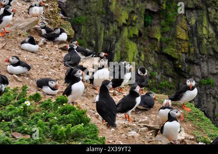 Colonie de macareux, oiseaux de mer pélagiques, Fratercula artica, au sommet d'une falaise sur l'île Skomer pendant la saison de reproduction, île Skomer, réserve naturelle nationale Banque D'Images