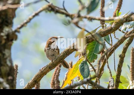 Babbler scimitaire à seins localisés observé à Khonoma dans le Nagaland, Inde Banque D'Images