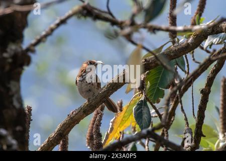 Babbler scimitaire à seins localisés observé à Khonoma dans le Nagaland, Inde Banque D'Images